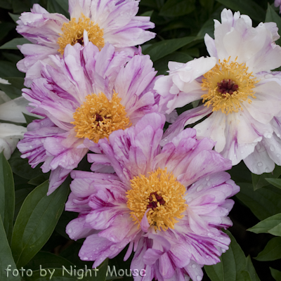Crazy Daisy