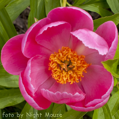 Paeonia Great Lady