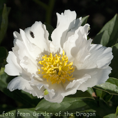 Krinkled White