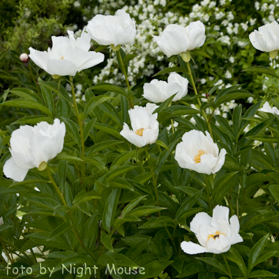 Krinkled White
