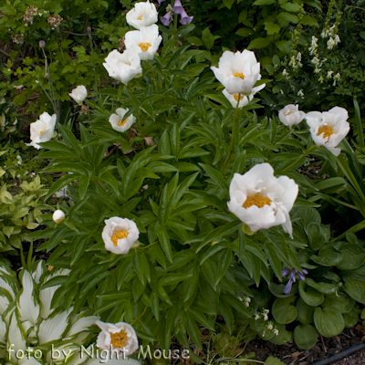 Krinkled White