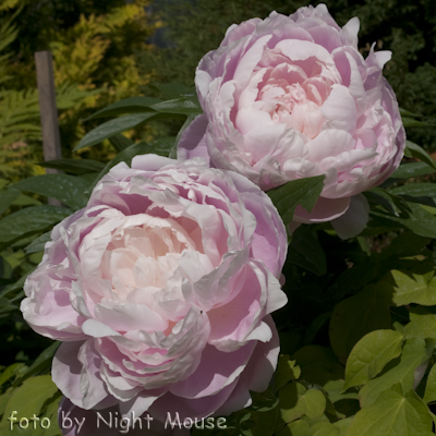 Paeonia Mrs Franklin D. Roosevelt