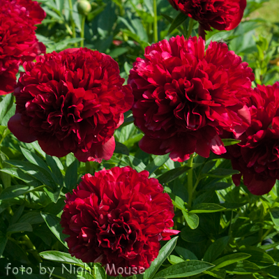 Paeonia Red Grace