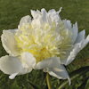 Paeonia Chedder Cheese