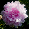 Paeonia Late Pink