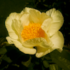 Paeonia Roy Pehrsons Best Yellow