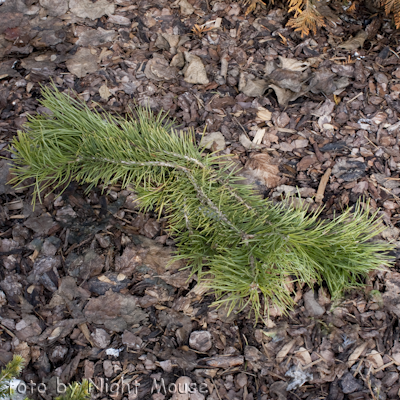 Pinus Hillside Creeper