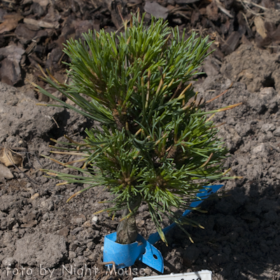 Pinus Minidom