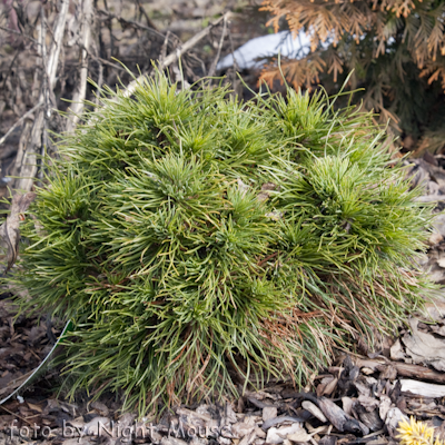 Pinus Varella