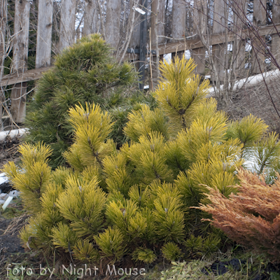 Pinus Zundert