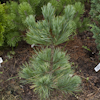 Pinus Compacta Glauca