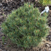 Pinus Frensham