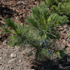 Pinus Raubold