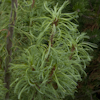 Pinus Totulosa