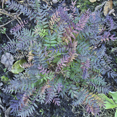 Polemonium Bressingam Purple