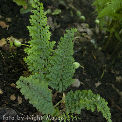 Polystichum Plumoso-densum