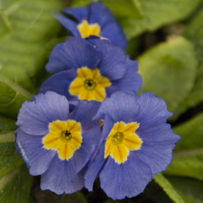 Primula vulgaris dark blue