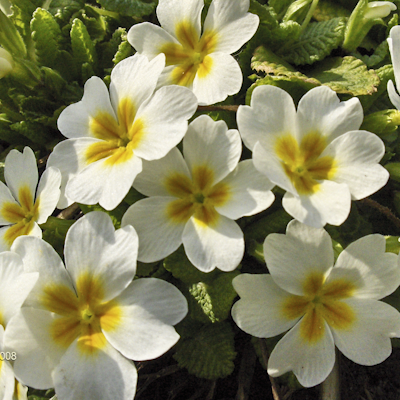 Primula vulgaris white