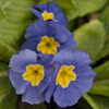 Primula vulgaris dark blue