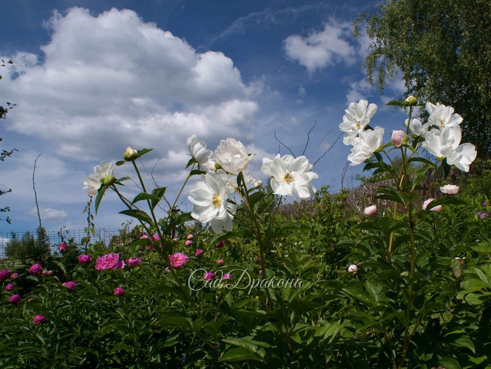 White Innocence