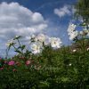 White Innocence