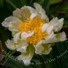 Green Lotus