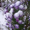 Сегодня синие астры в шапках, ну, сиренево - голубые.