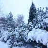 Засыпало... А снег тяжёлый, начинается дождь ! Отряхну-ка ветви сосен, чтобы не сломались!) The snow on the pines. Too heavy!  #снег #ноябрь #деревня #сад #садвснегу #ландшафт  #россия #дом #зима #ландшафтныйдизайн #сосны #дизайнсада #садоводство #nov