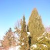 Ещё немного голубого неба. И любимых хвойных, зимой с ними в саду не так голо и прозрачно. Конечно, когда на ветках снег или иней, всё пушисто, но сейчас снег почти слетел... @ Сад Дракона - частный ботанический сад