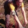 Обрезаем дёрен белый. Небольшое спонтанное видео