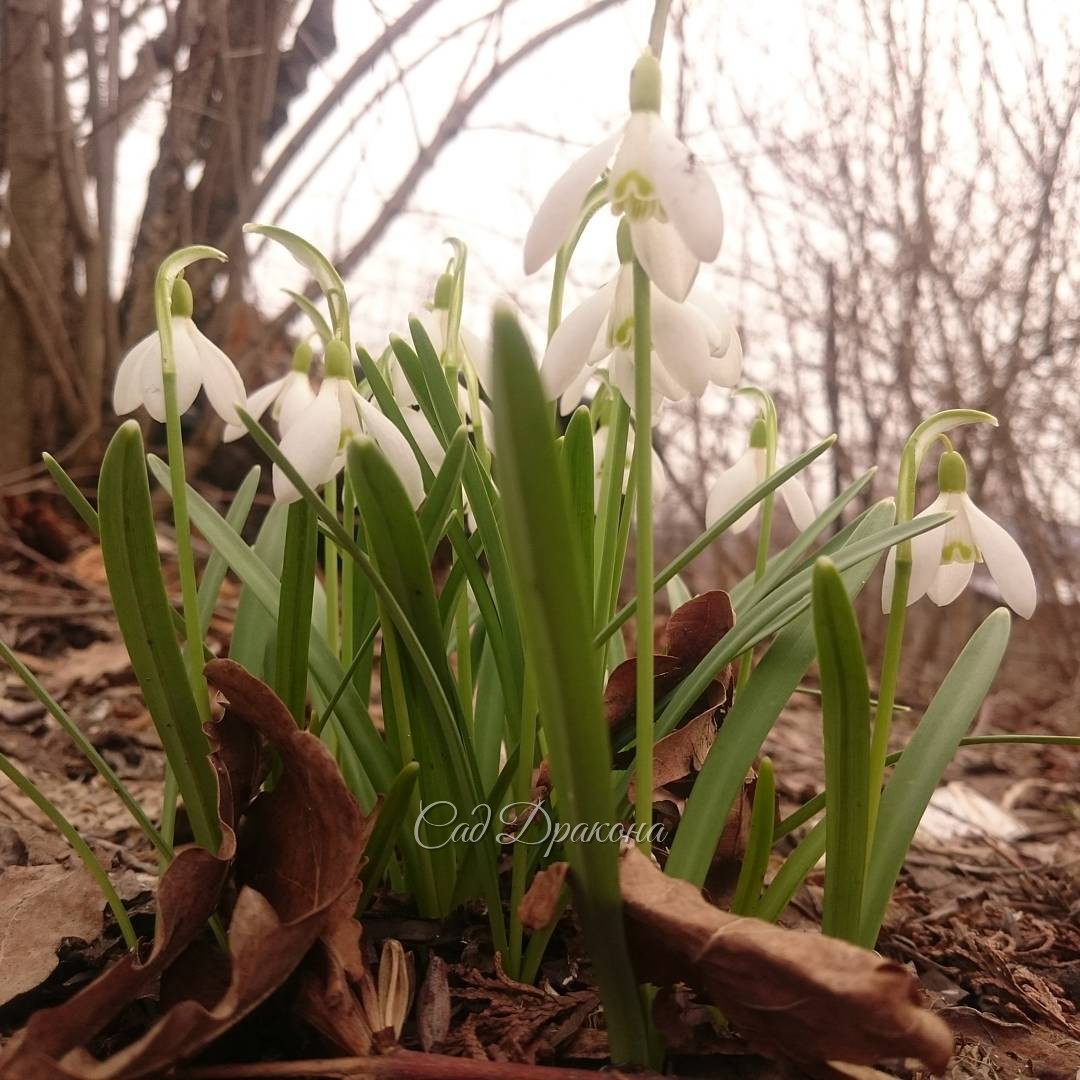 Подснежник. Весна. Snowdrop.