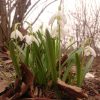 Подснежник. Весна. Snowdrop.