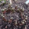 Ростки адониса амурского. Сами по себе красивые. Adonis amurensis