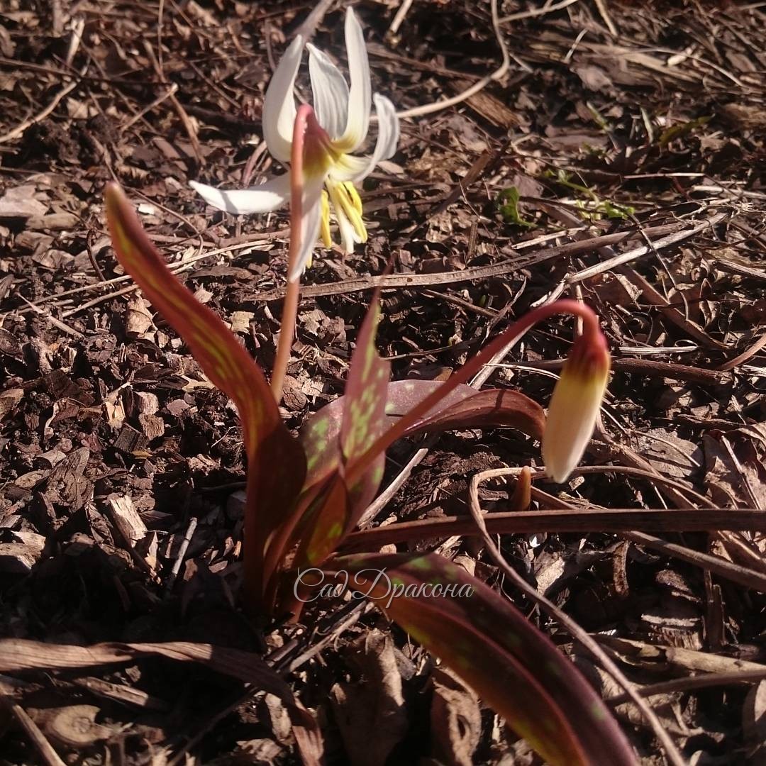 Распустится, расцвёл. Erytronium caucasicum