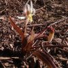 Распустится, расцвёл. Erytronium caucasicum
