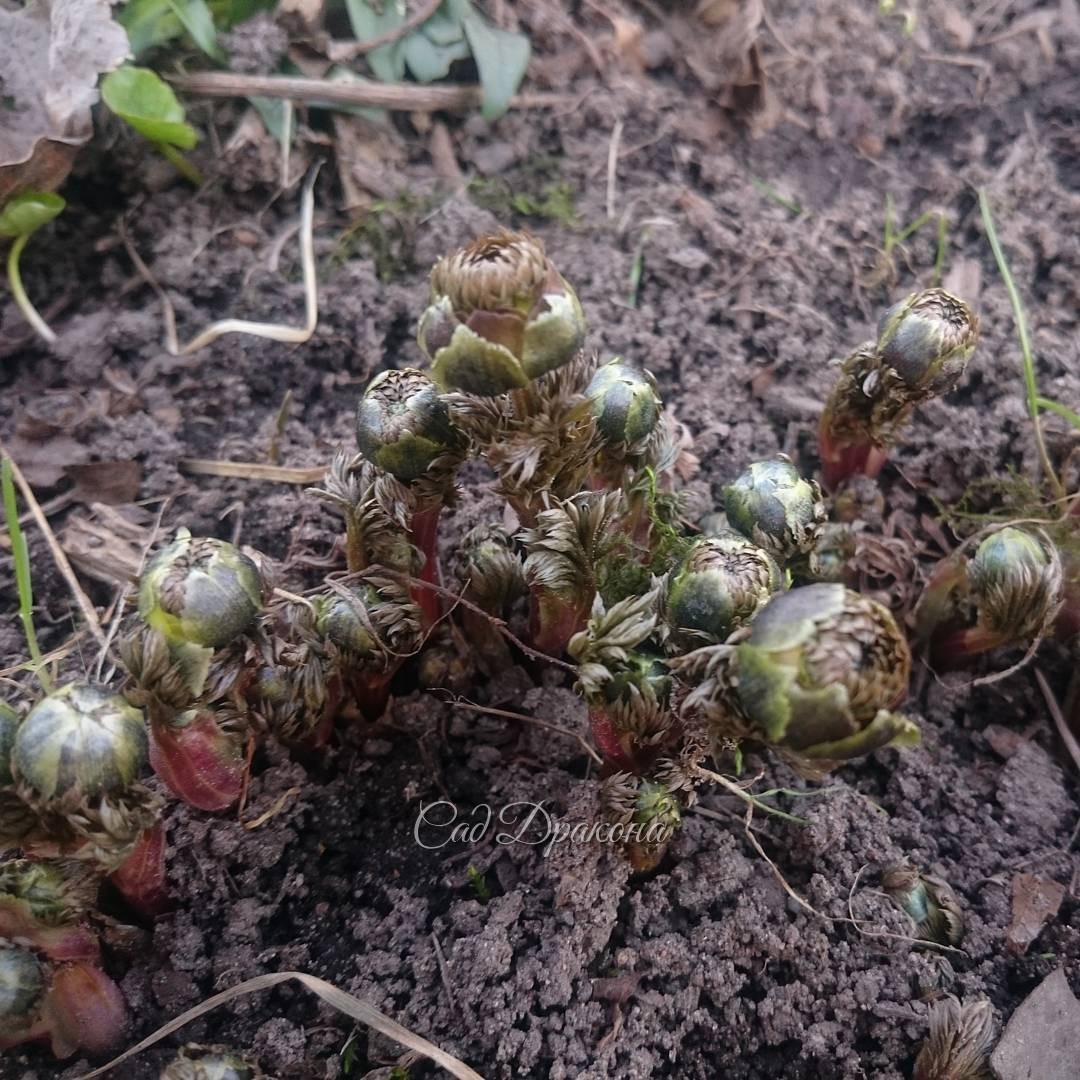Вылезает адонис амурский. Adonis amurensis