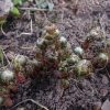 Вылезает адонис амурский. Adonis amurensis