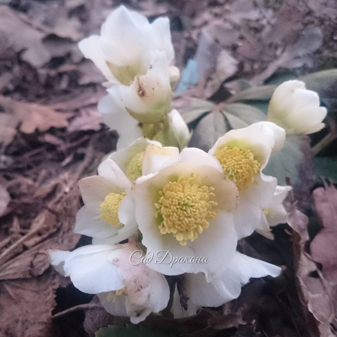 Морозник чёрный, рождественская роза, в Европе зацветает в декабре. Helleborus niger.