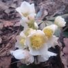 Морозник чёрный, рождественская роза, в Европе зацветает в декабре. Helleborus niger.