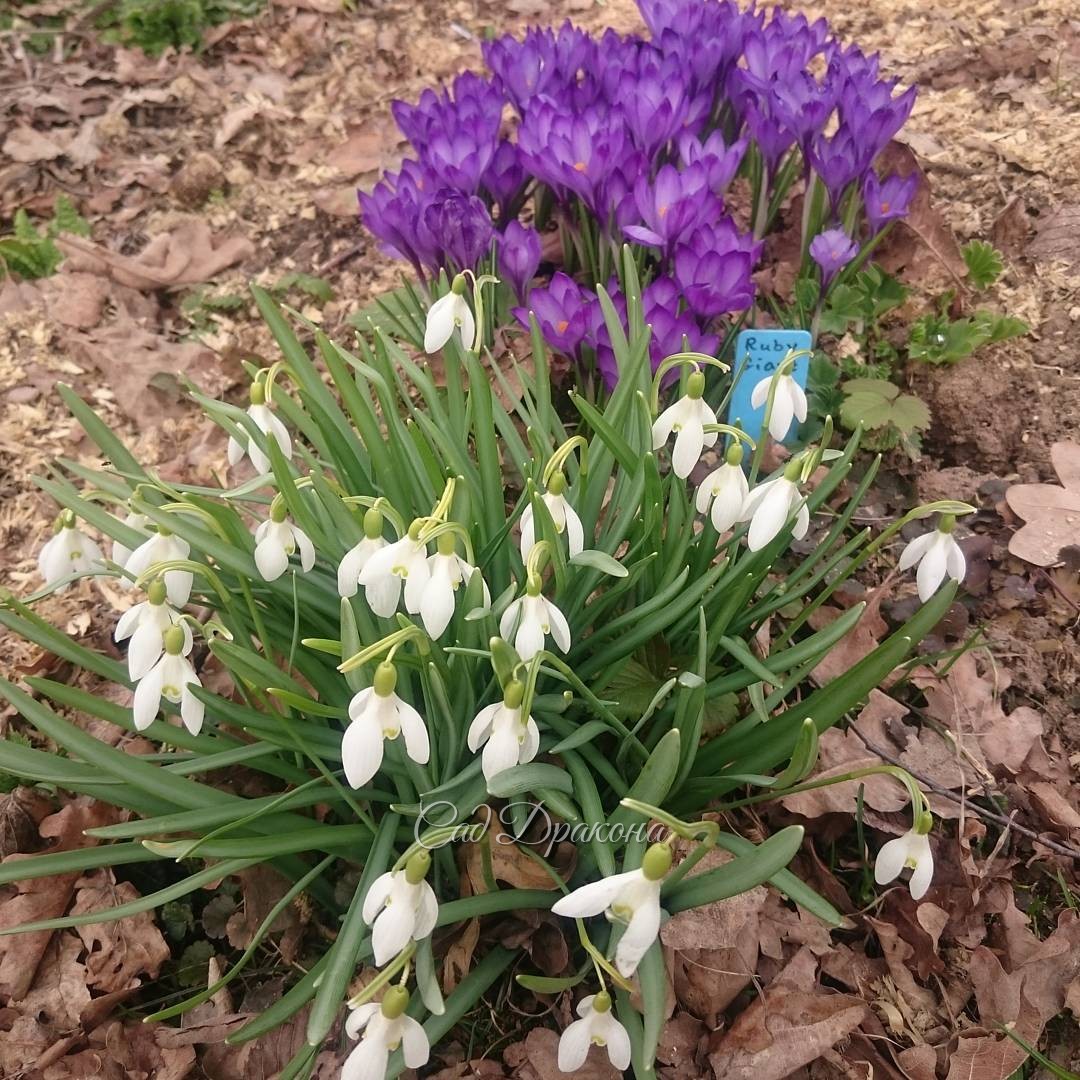 Подснежник и крокус "Ruby Giant". Galanthus nivalis and crocus "Ruby Giant".