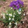 Подснежник и крокус "Ruby Giant". Galanthus nivalis and crocus "Ruby Giant".