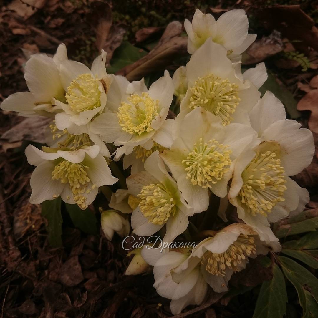 Морозник чёрный. Helleborus niger.