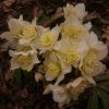 Морозник чёрный. Helleborus niger.