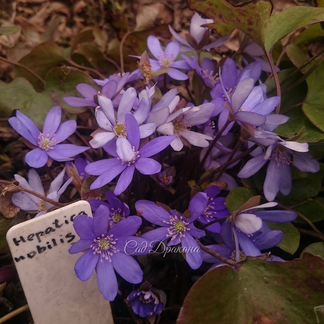 Печёночница благородная. Hepatica nobilis.