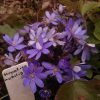 Печёночница благородная. Hepatica nobilis.