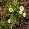 Примула обыкновенная. Primula vulgaris.