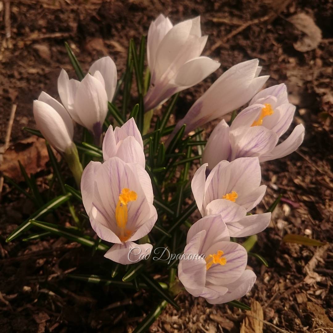  http://mnogoletnik.com