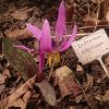 Кандык сибирский. Erytronium sibiricum.