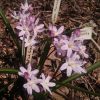 Розовая хионодокса "Pink Giant"