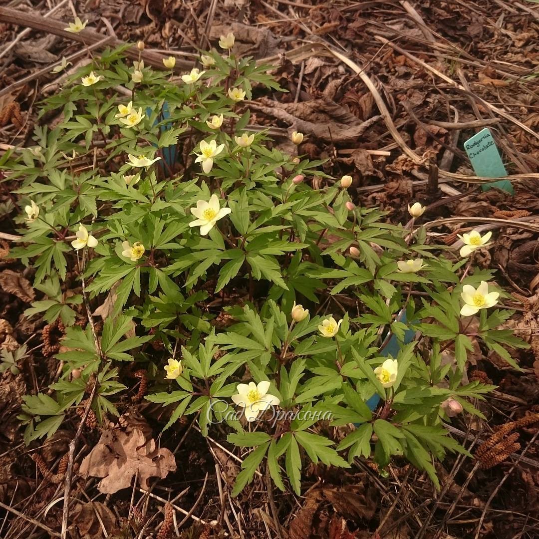 Жёлтенькая анемона, ветренница, гибрид а. дубравной и а. лютичной. Anemone x lipsiensis.